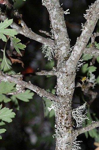 Crataegus laciniata Ucria