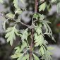 Crataegus laciniata Ucria