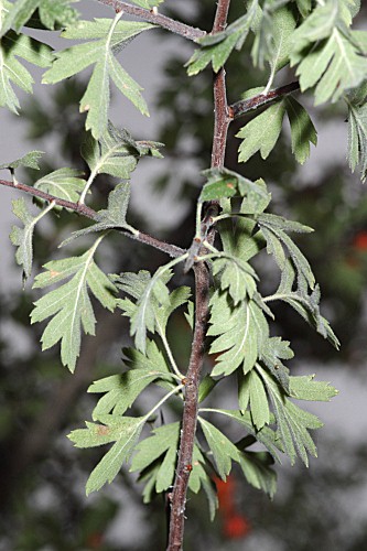 Crataegus laciniata Ucria