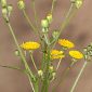Crepis erythia Pau