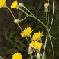 Crepis erythia Pau