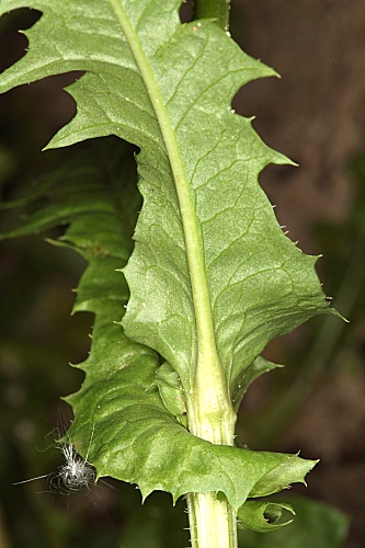 Crepis erythia Pau