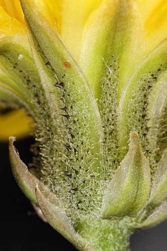 Crepis erythia Pau