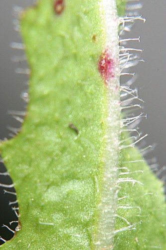 Crepis vesicaria L.