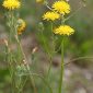 Crepis vesicaria L.