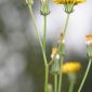 Crepis vesicaria L.