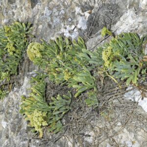 Crithmum maritimum L.