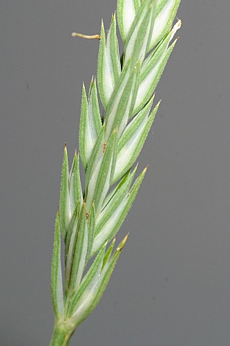 Crucianella angustifolia L.
