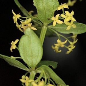 Rubiaceae