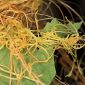Cuscuta campestris Yunck.