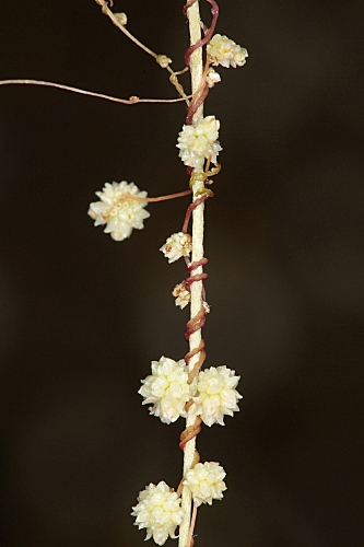 Cuscuta planiflora Ten.