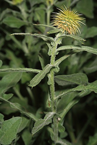Cyanopsis muricata (L.) Dostál