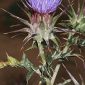 Cynara algarbiensis Coss. ex Mariz