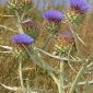 Cynara cardunculus L.