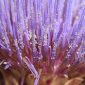 Cynara cardunculus L.