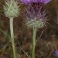 Cynara humilis L.