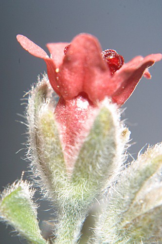 Cynoglossum cheirifolium subsp. cheirifolium L.