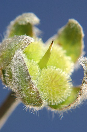 Cynoglossum cheirifolium subsp. cheirifolium L.