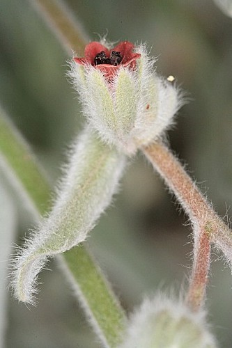 Cynoglossum cheirifolium subsp. heterocarpum (Kunze) Font Quer