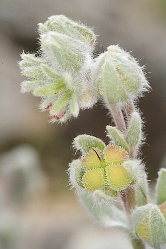 Cynoglossum cheirifolium subsp. heterocarpum (Kunze) Font Quer