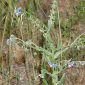 Cynoglossum creticum Mill.