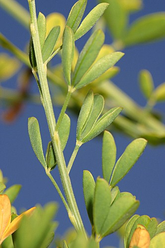 Cytisus arboreus subsp. baeticus (Webb) Maire