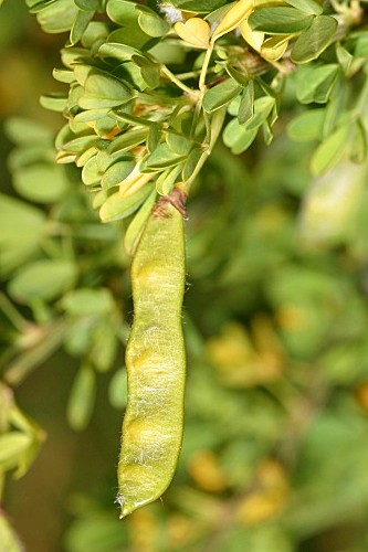 Cytisus arboreus subsp. baeticus (Webb) Maire