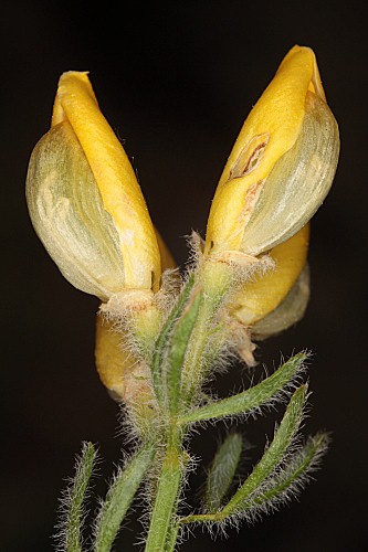 Cytisus fontanesii subsp. plumosus (Boiss.) Nyman