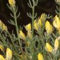 Cytisus fontanesii subsp. plumosus (Boiss.) Nyman