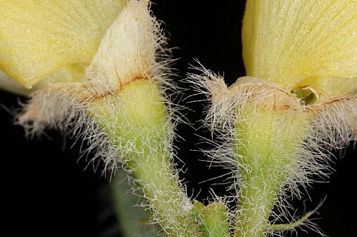 Cytisus fontanesii subsp. plumosus (Boiss.) Nyman