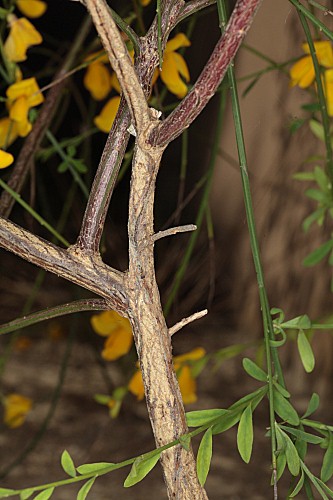 Cytisus grandiflorus subsp. cabezudoi Talavera