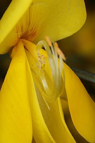 Cytisus grandiflorus subsp. cabezudoi Talavera