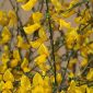 Cytisus grandiflorus subsp. cabezudoi Talavera