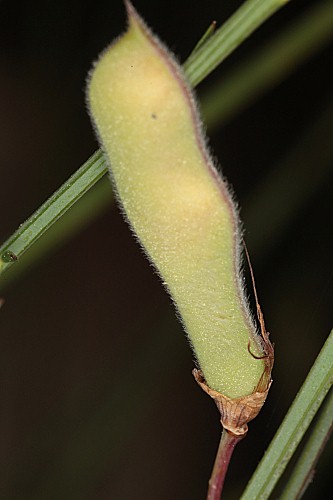 Cytisus grandiflorus (Brot.) DC.