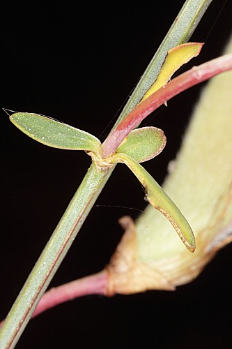 Cytisus grandiflorus (Brot.) DC.