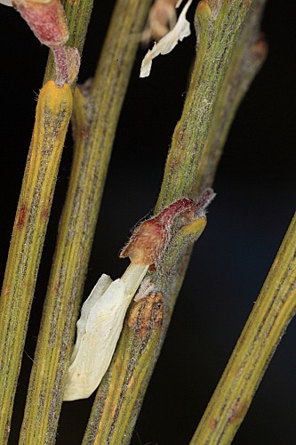 Cytisus multiflorus (L’Hér.) Sweet