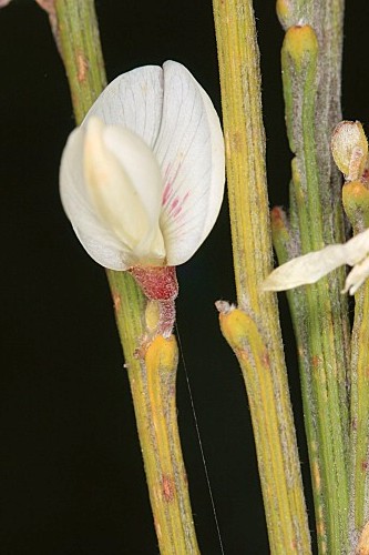 Cytisus multiflorus (L’Hér.) Sweet