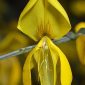 Cytisus scoparius (L.) Link