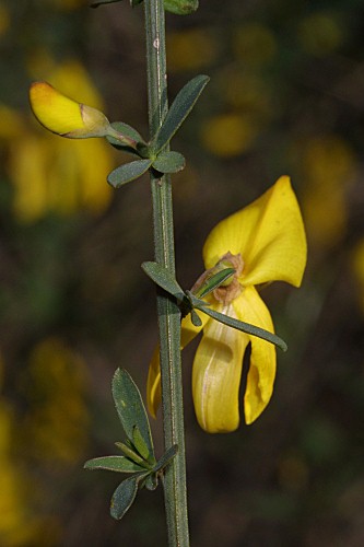 Cytisus scoparius (L.) Link