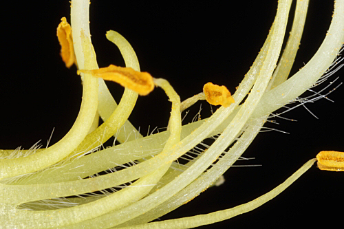 Cytisus scoparius subsp. reverchonii (Degen & Hervier) Rivas Goday & Rivas Mart.