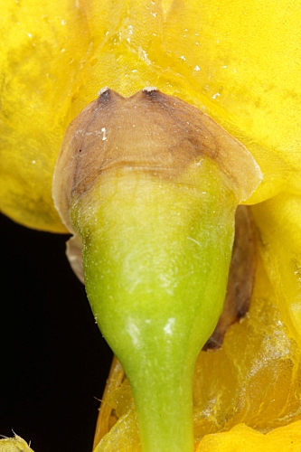 Cytisus scoparius subsp. reverchonii (Degen & Hervier) Rivas Goday & Rivas Mart.
