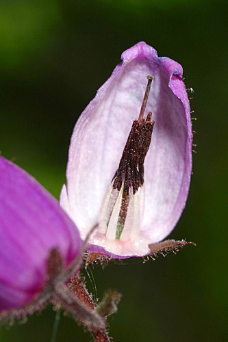 Daboecia cantabrica (Huds.) K. Koch