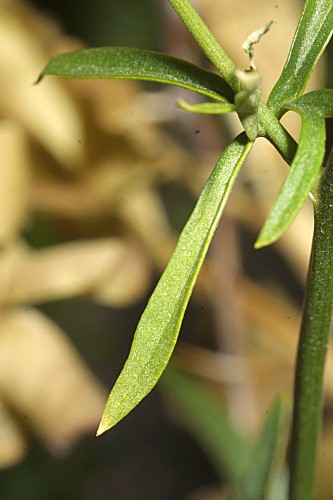 Delphinium emarginatum subsp. nevadense (Kunze) C. Blanché & Molero