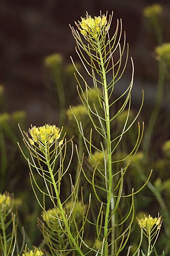 Descurainia sophia (L.) Webb ex Prantl in Engl. & Prantl