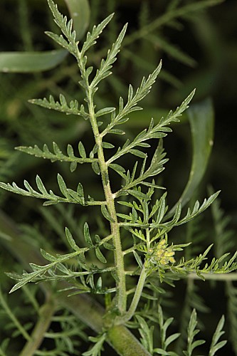 Descurainia sophia (L.) Webb ex Prantl in Engl. & Prantl