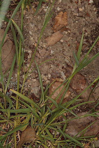 Dianthus anticarius Boiss. & Reut.