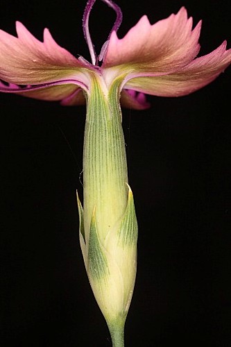 Dianthus anticarius Boiss. & Reut.