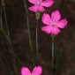 Dianthus anticarius Boiss. & Reut.