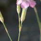 Dianthus boissieri Wilk.