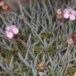 Dianthus brachyanthus Boiss.